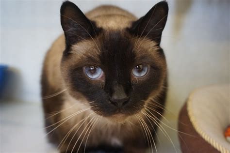 Find a local, low-cost spayneuter clinic near you. . Siamese cat rescue bay area